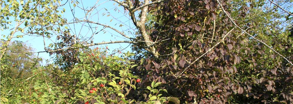 Psychologische Beratung